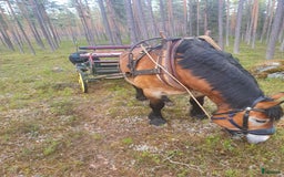 Körning hästar till salu: Fina Maximus, häst för körning! i Boden - Bild 1