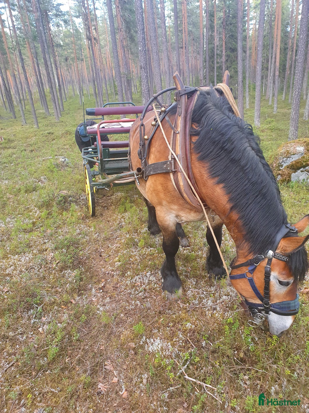 Körning hästar till salu: Fina Maximus, häst för körning! i Boden - Bild 1