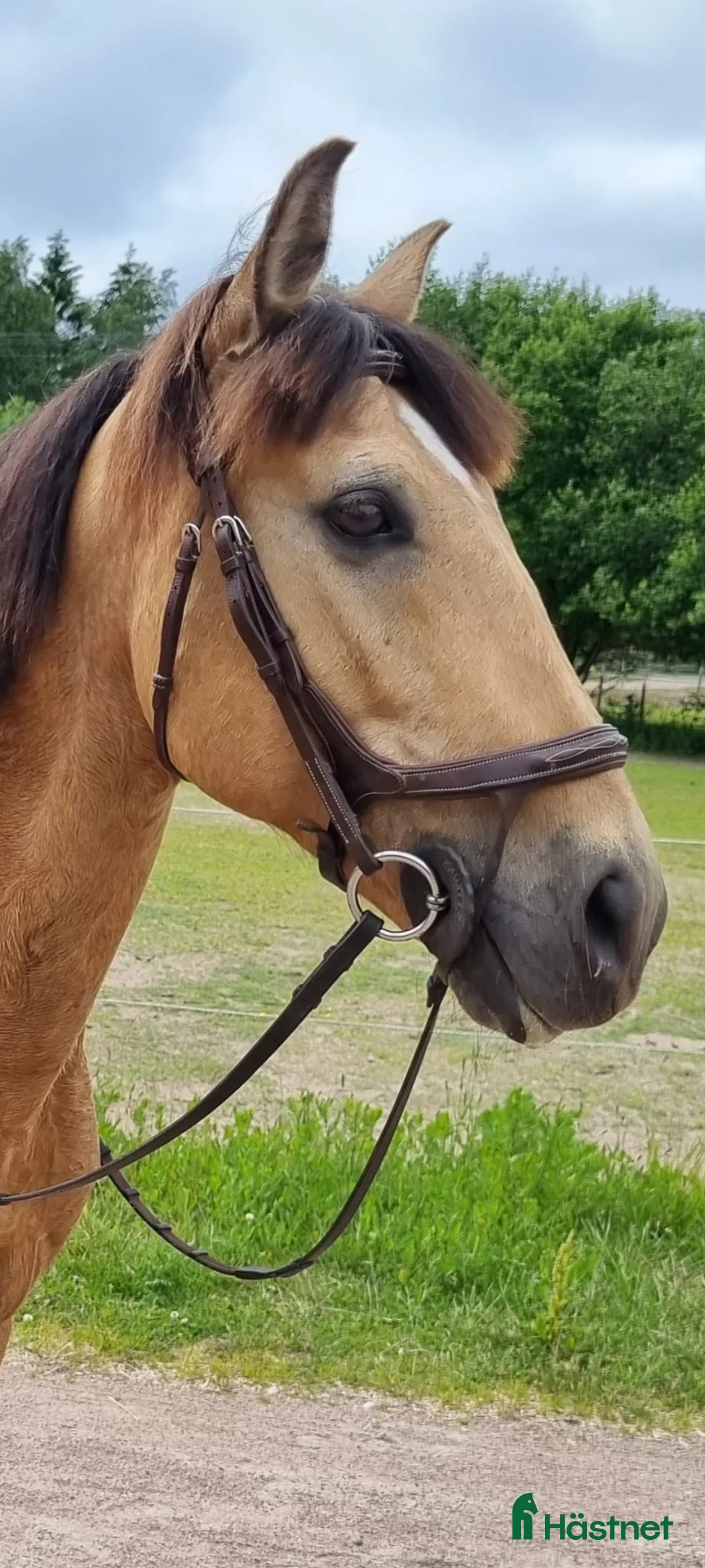 Allround hästar till salu: Hoppglad D-ponny i Lysekil - Annons 2