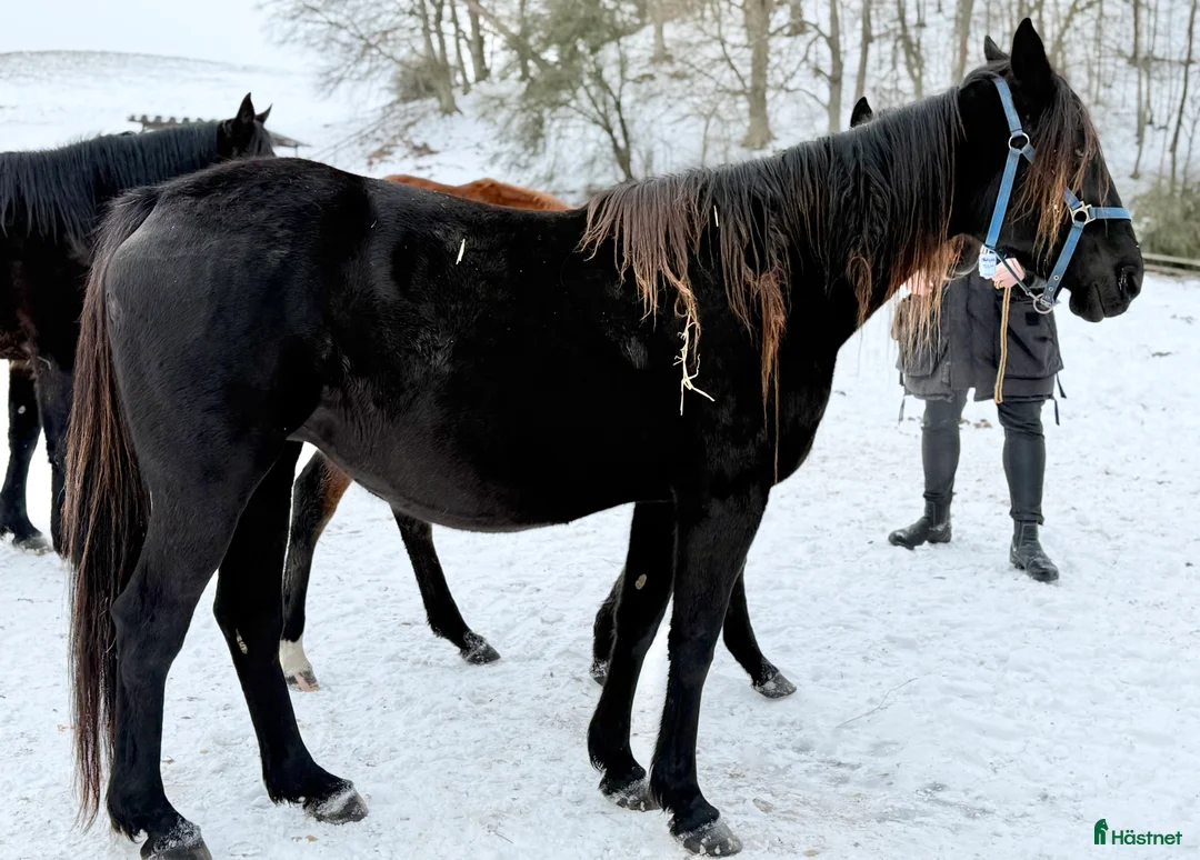 Trav hästar till salu: Toppstammat Credit Winner fölsto - Annons 2