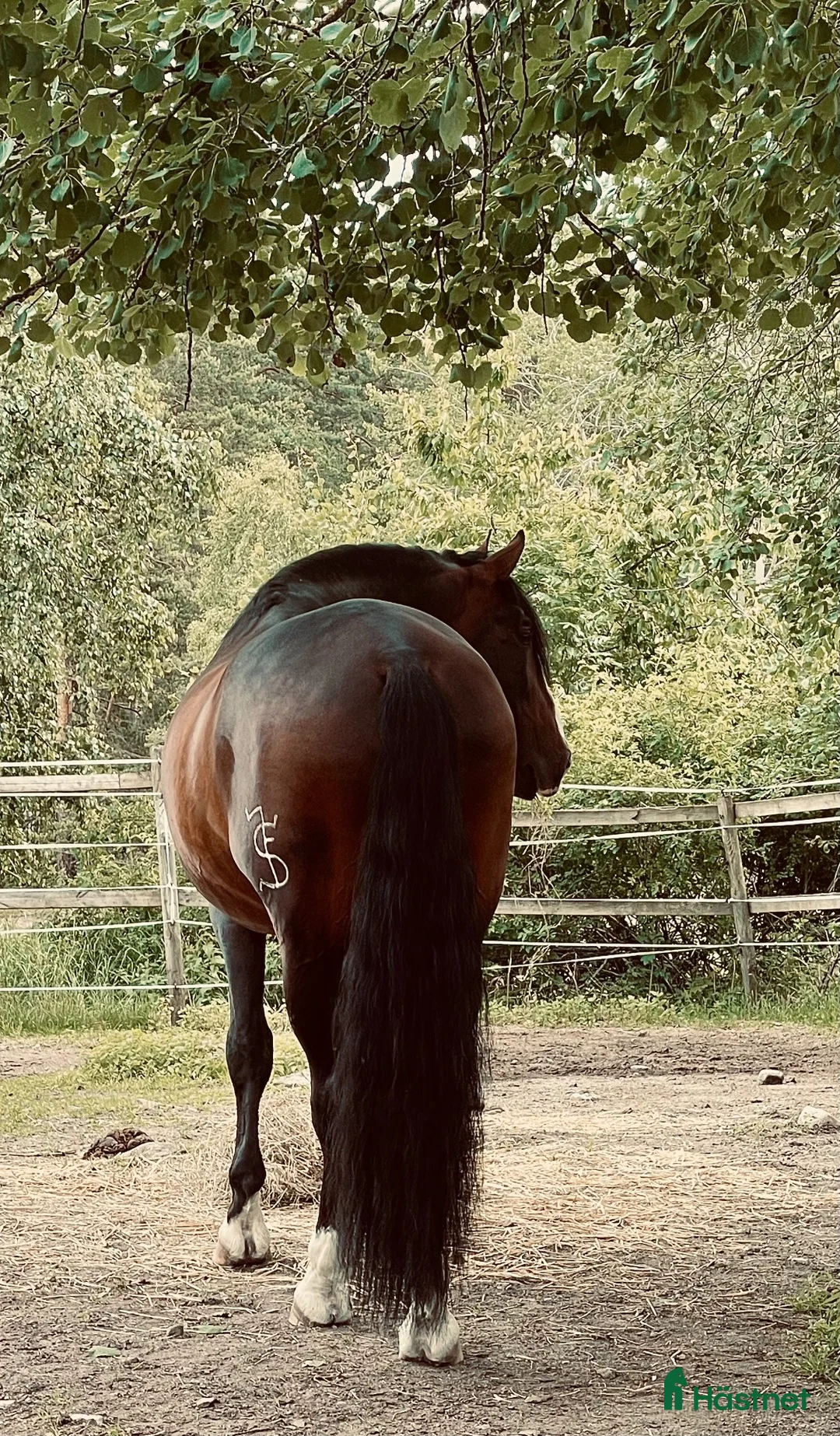  hästservice finnes: privatlektioner på välutbildade hästar  - Annons 2