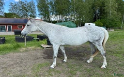 Sällskap hästar till salu: Fint sto till sällskap eller avel säljes  i Tierp - Bild 2