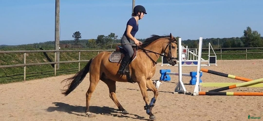 Hoppning hästar till salu: En ponny i lyxförpackning ✨️ i Eslöv - Annons 2