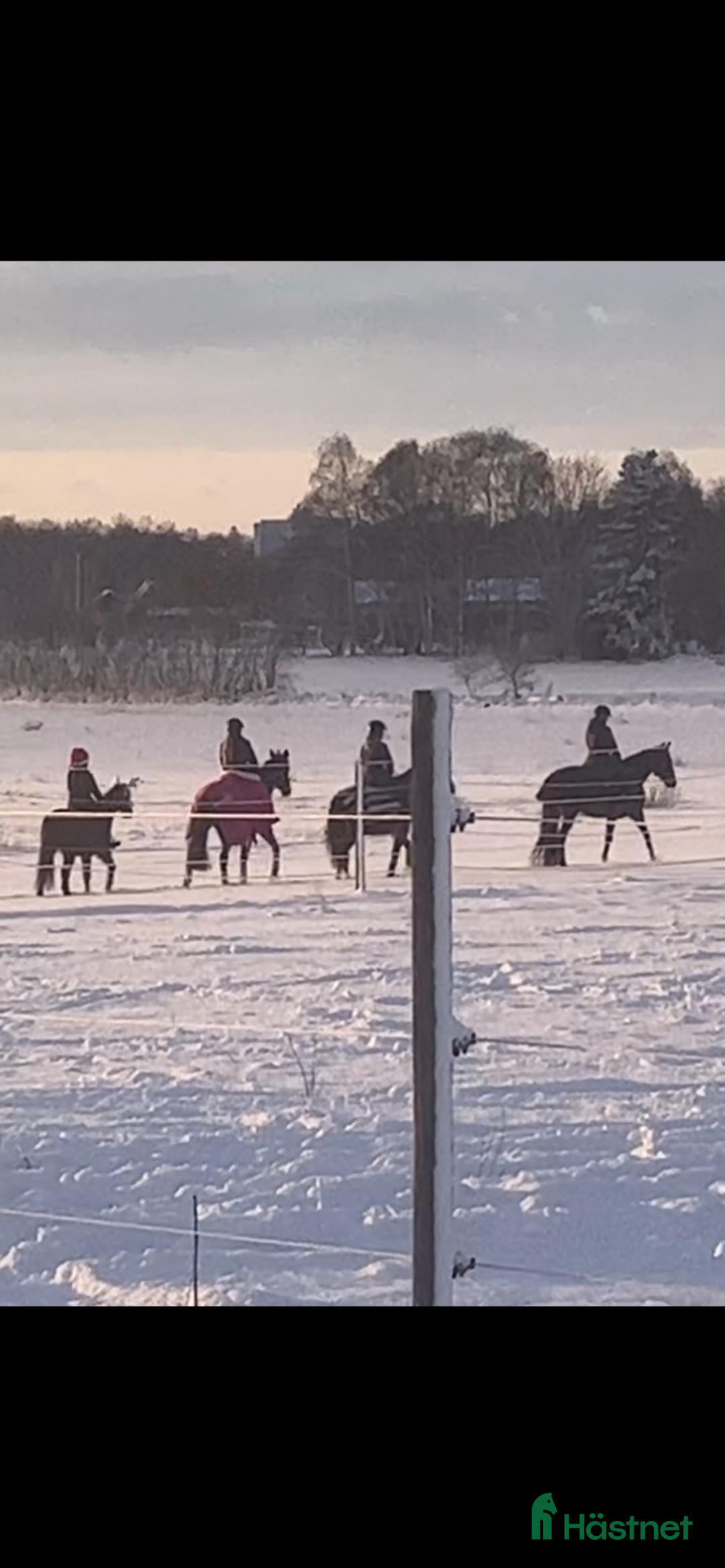  foderhäst sökes: Sommarhäst 2026 Välkomnas i Kristianstad - Annons 5