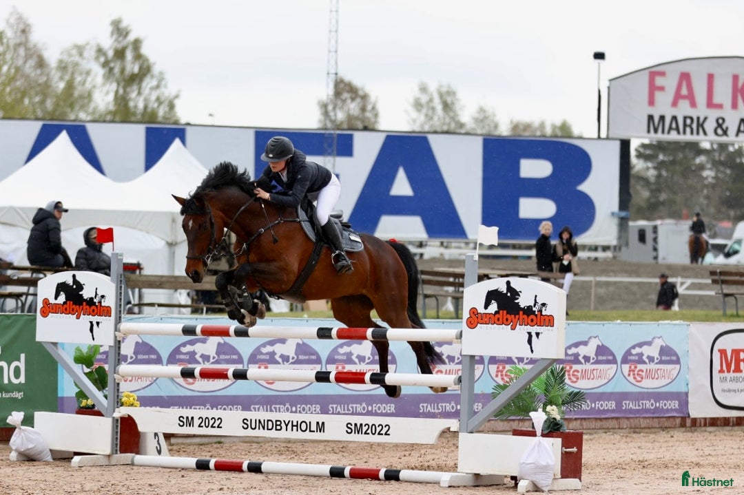Hoppning hästar till salu: Välriden hopphäst med charmig personlighet i Södra Sandby - Annons 3