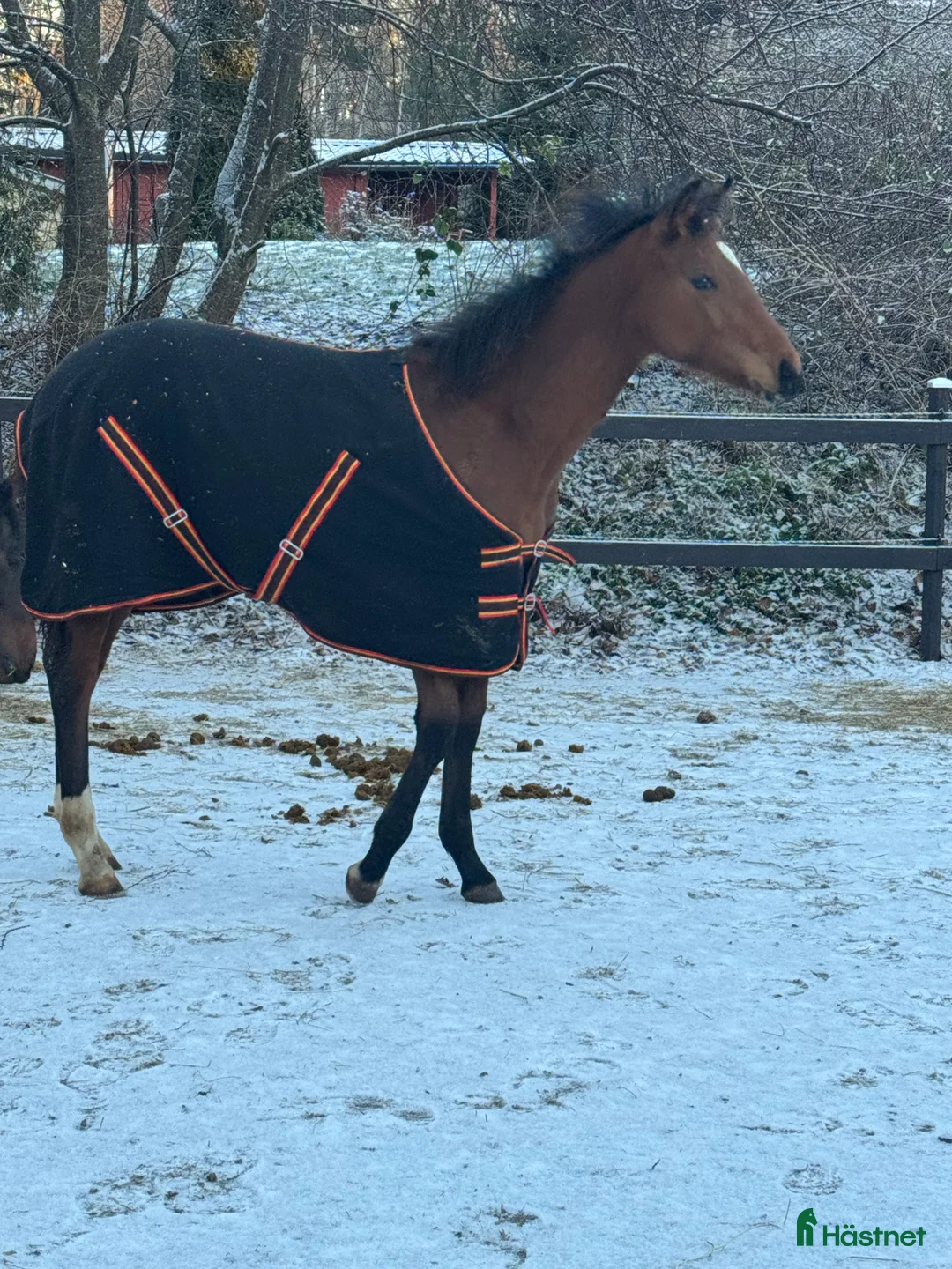 Allround hästar till salu: Swb hingst e. Cornettino Ask  - Annons 9