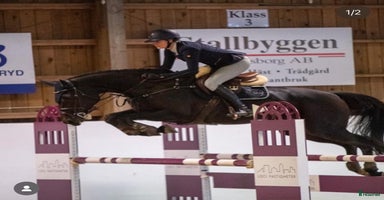  hästar i Halmstad - Annons 4