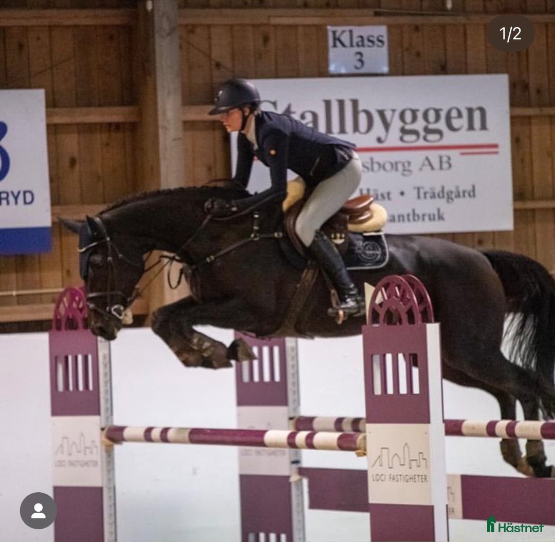 Hoppning hästar till salu: Vackraste hästen letar nytt hem!🖤 i Halmstad - Annons 2
