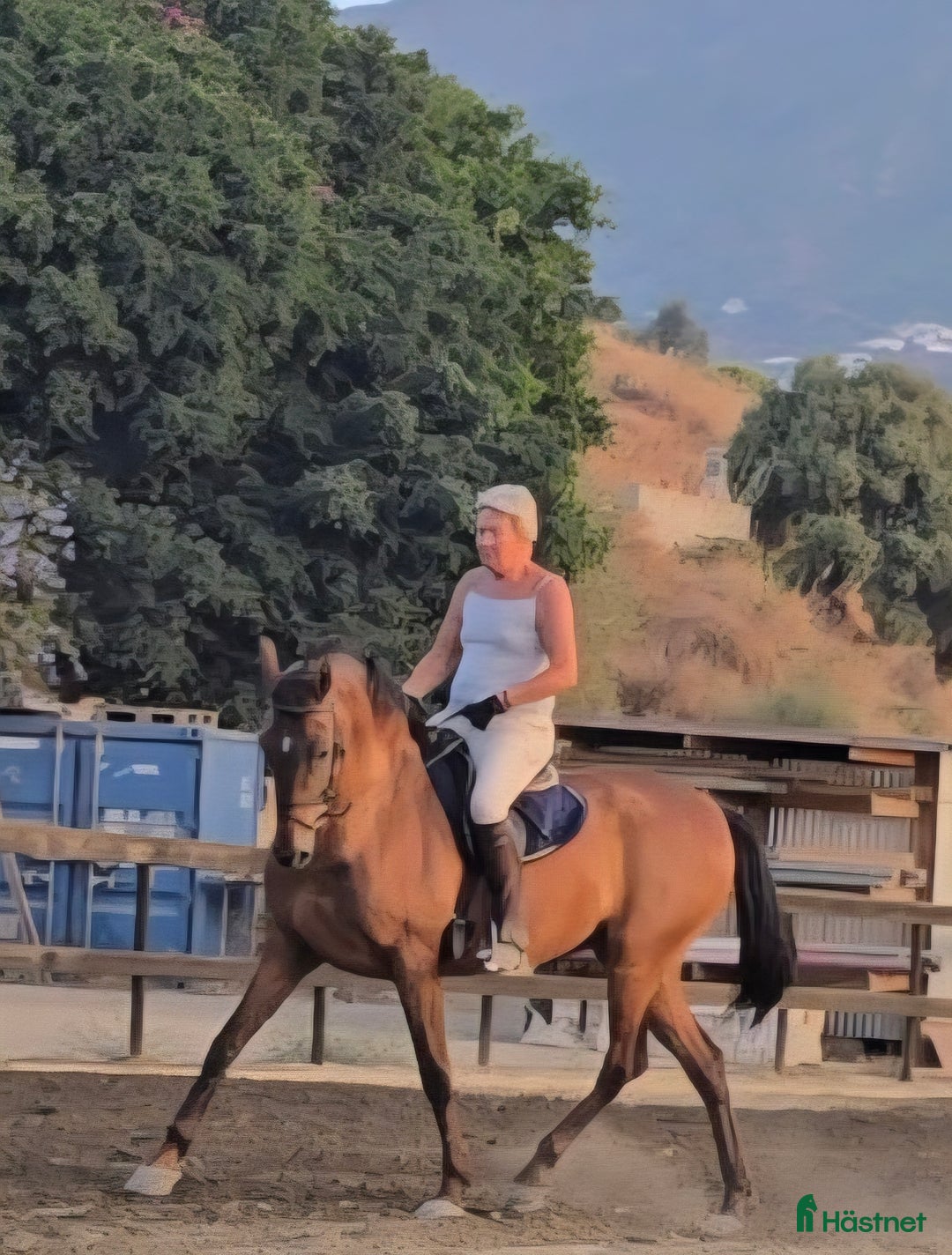 Hoppning hästar till salu: Kom ner till oss I Spanien och titta på häst! - Annons 9