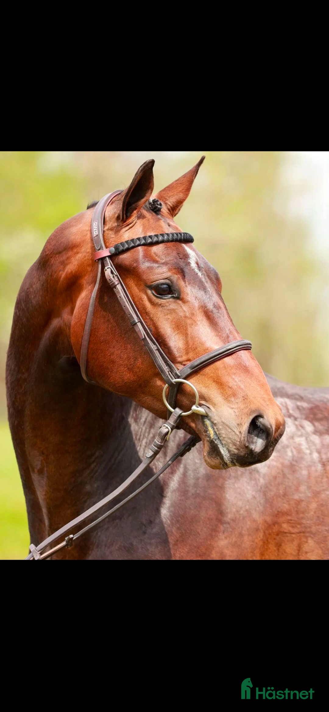 Hoppning hästar sökes: Hopphäst sökes - Annons 1