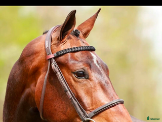 hästar Hopphäst sökes - Annons 15