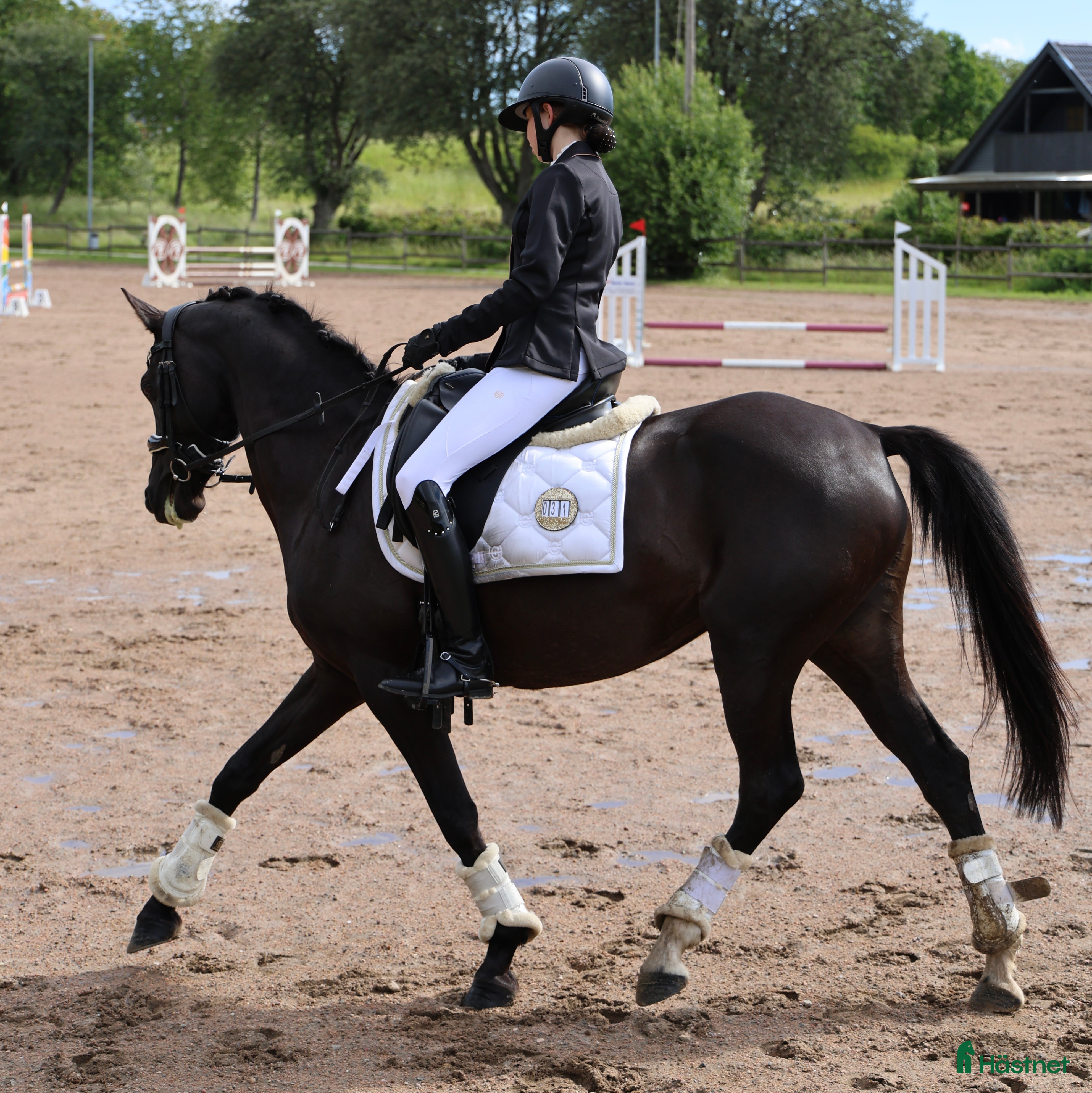  hästar Välstammad D-ponny med kapacitet - Annons 14