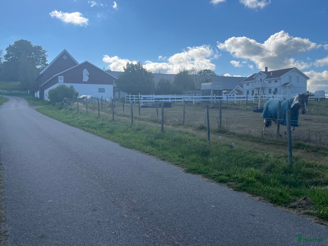  stallplats finnes: Lediga boxar i Grimeton - Annons 3