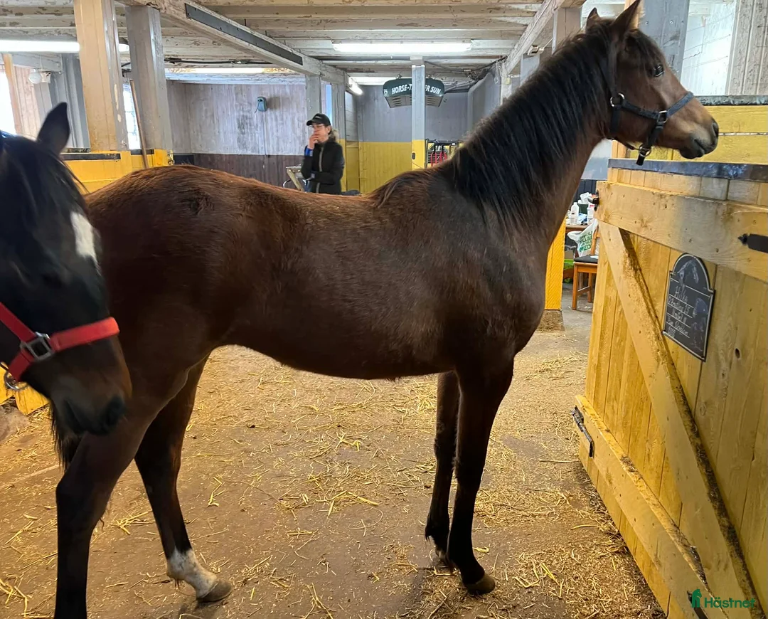 Allround hästar till salu: Svensk Ridponny - Annons 1