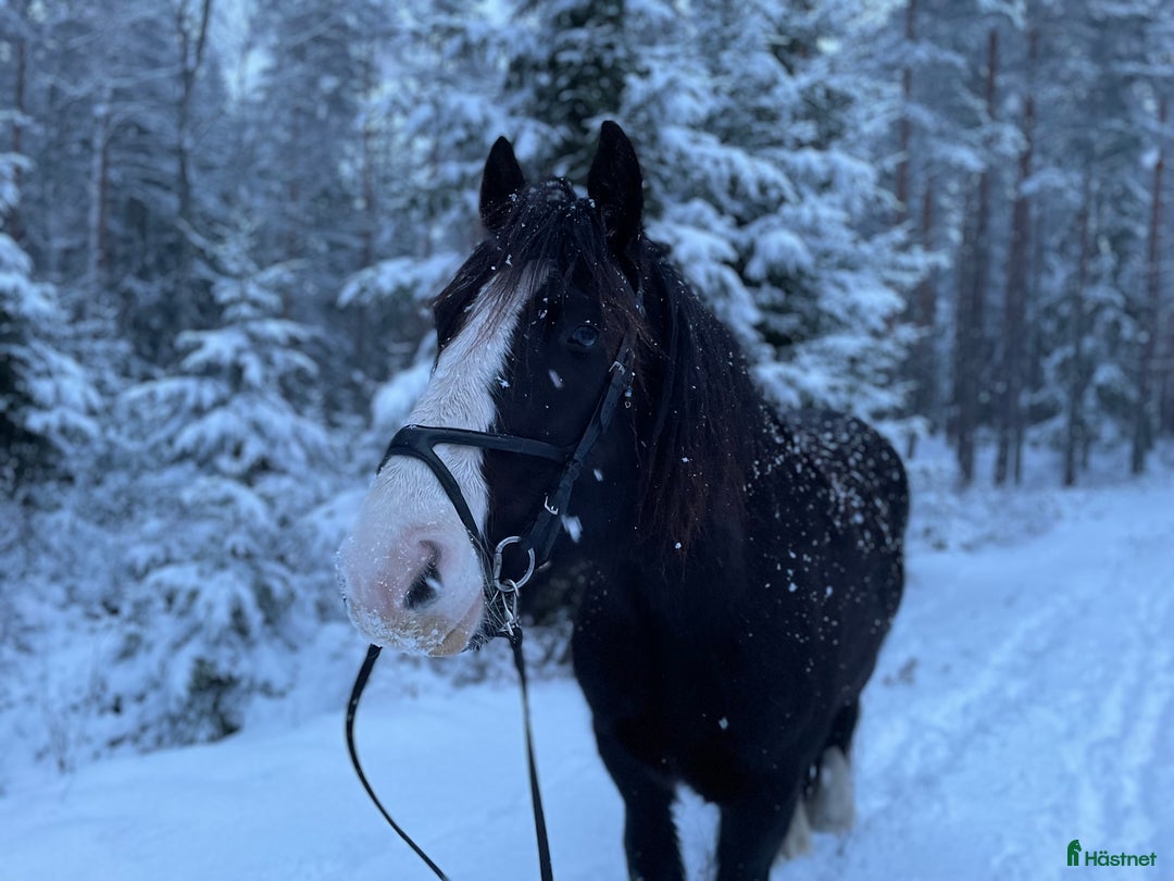  foderhäst finnes: Världens klokaste häst söker fodervärd i Gullaskruv - Annons 3