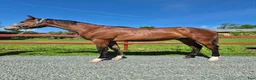 Allround hästar till salu: Vaquero  - Annons 4