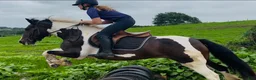 Allround hästar till salu: Coloured D pony - Annons 10