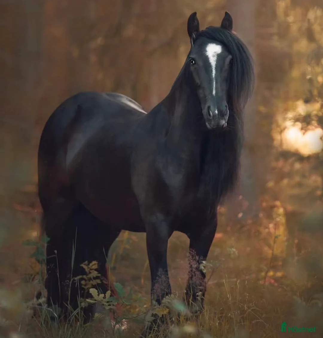 Allround hästar till salu: Världens finaste Pinky - Annons 2