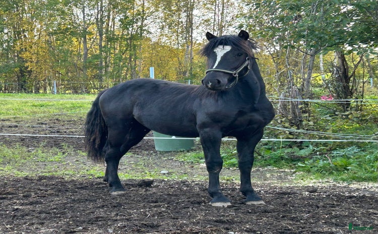  hästar i Brunflo - Annons 7