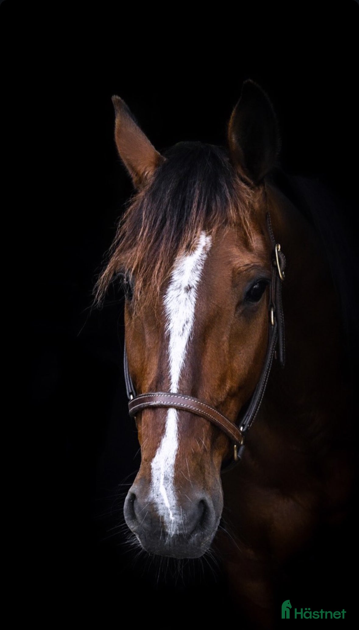  hästar Super fin omskolad travare - Annons 1