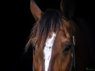 hästar Super fin omskolad travare - Annons 1