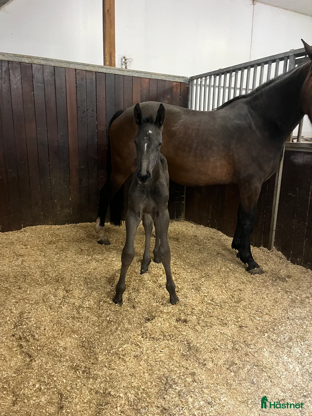 Avelshästar hästar till salu: Top avlshoppe sælges, hophest - Annons 30