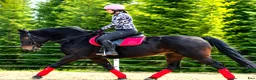 Allround hästar till salu: Stunning Lady in Red for everybody - Annons 5