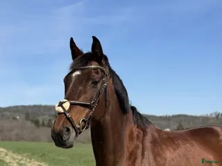 hästar Välriden allroundhäst - BVSA - Annons 2