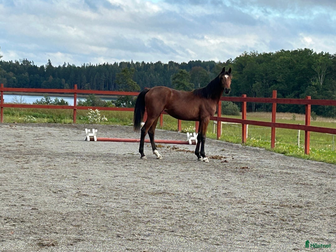 Dressyr hästar till salu: Ådö’s Dahlena ”Lena” i Sparreholm - Annons 3
