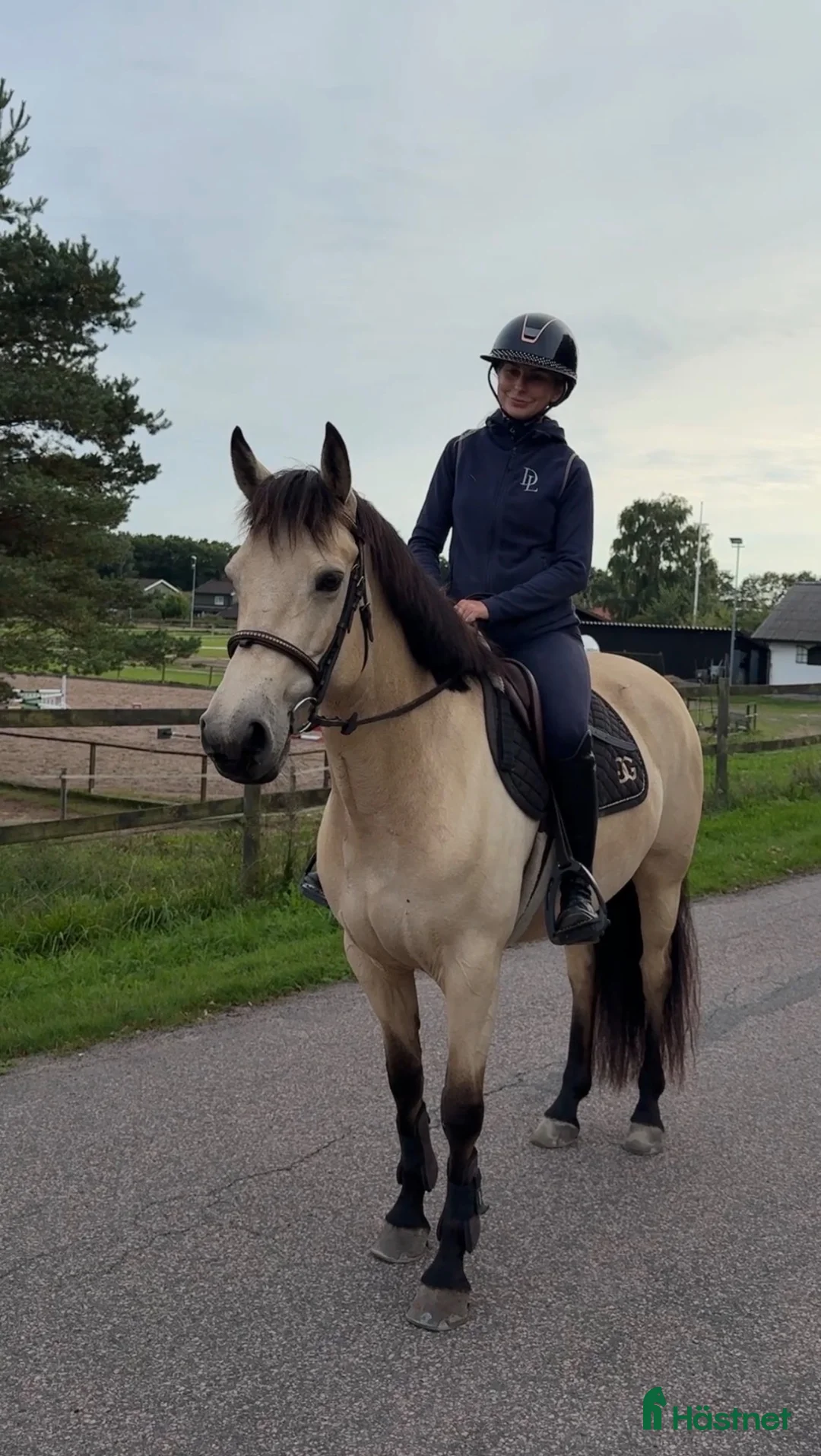 Allround hästar till salu: Läcker ponny som drar blickarna till sig! - Annons 1