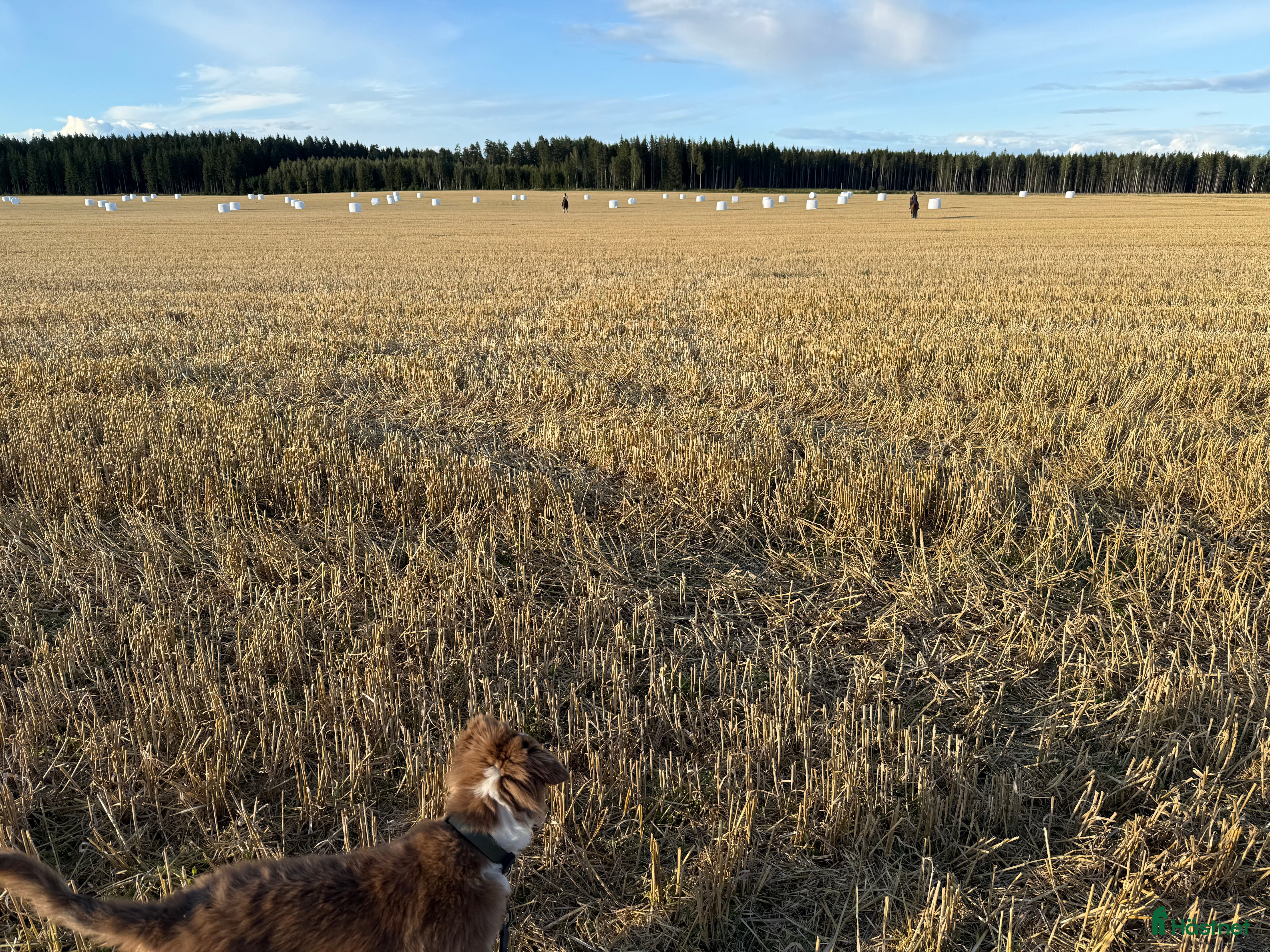  hästar Söker avkomma efter Zafferano i Kumla - Annons 5