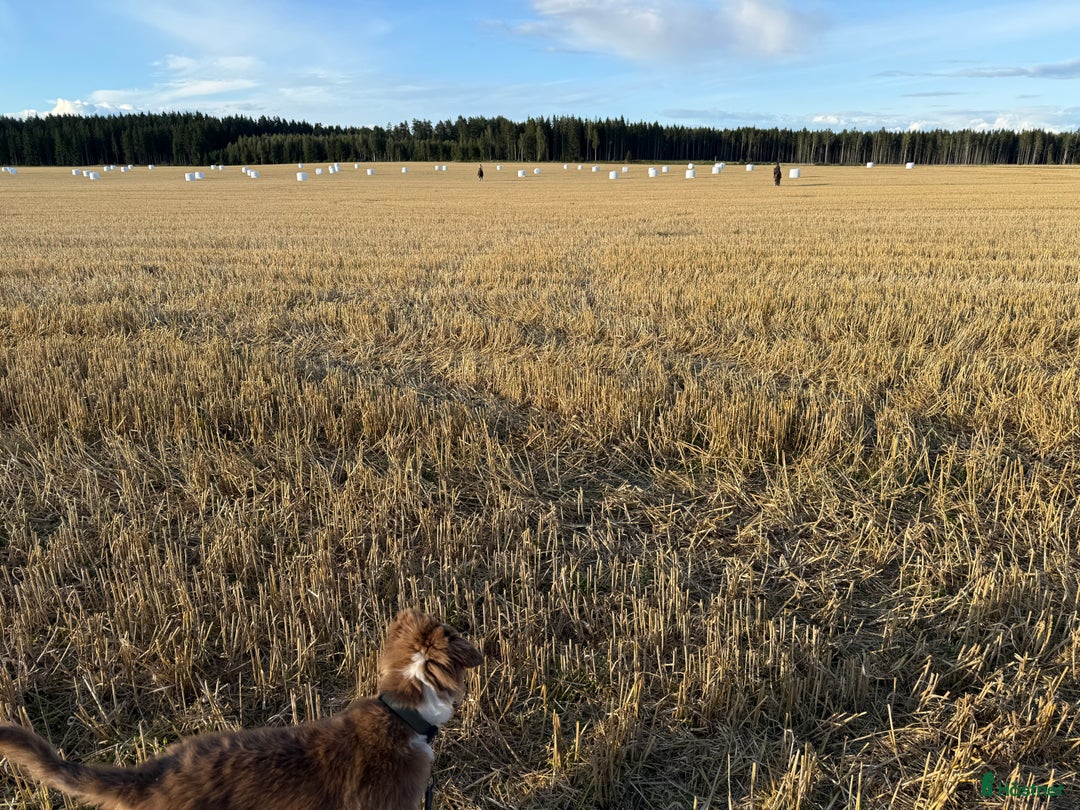 Dressyr hästar sökes: Söker avkomma efter Zafferano i Kumla - Annons 1