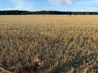 hästar Söker avkomma efter Zafferano i Kumla - Annons 5