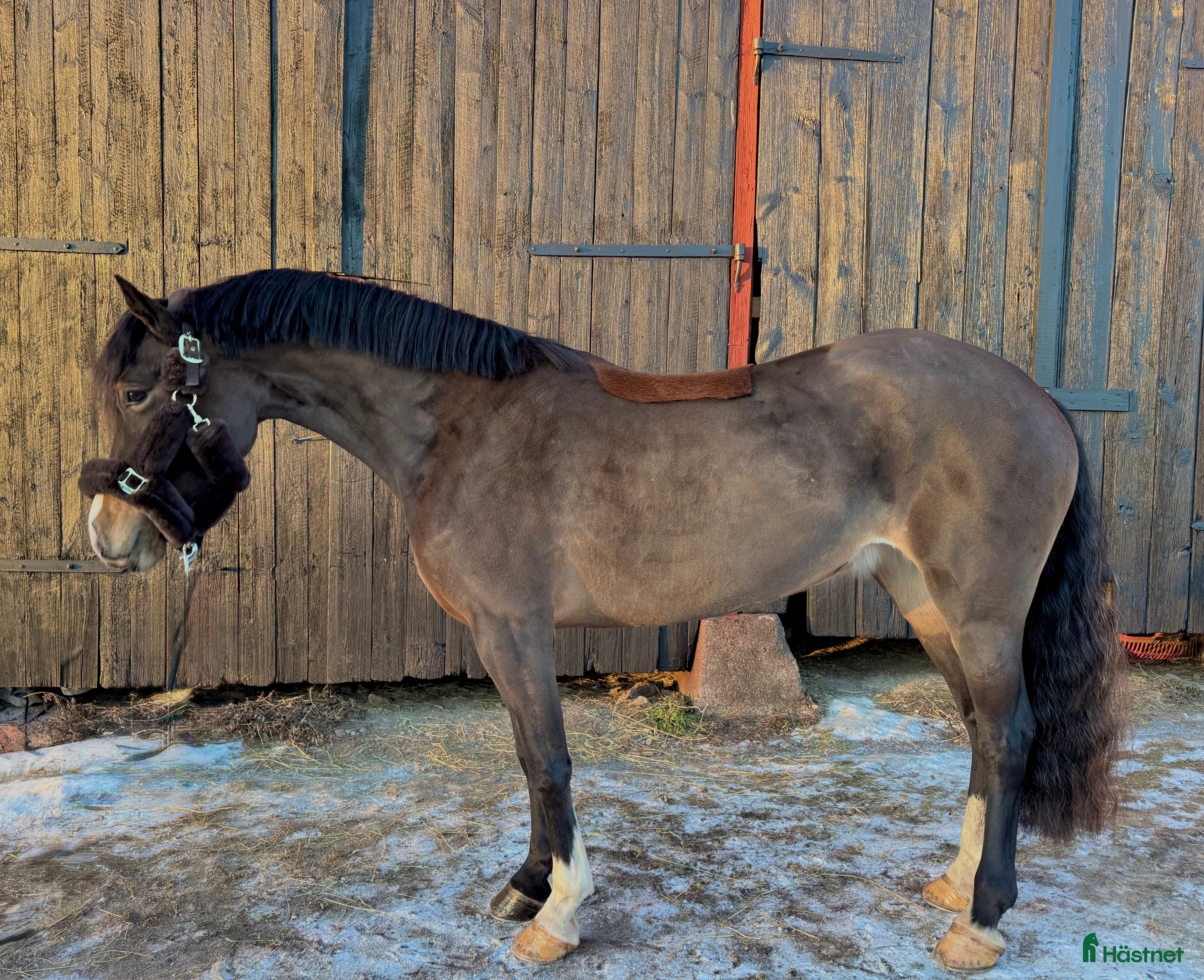  hästar Framtidslöfte för valfri gren!  i Västerås - Annons 14