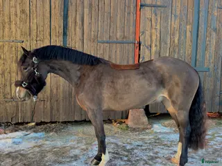 hästar Framtidslöfte för valfri gren! i Västerås - Annons 14