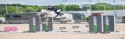 Allround hästar till salu: Fin tävlingsponny - Annons 1