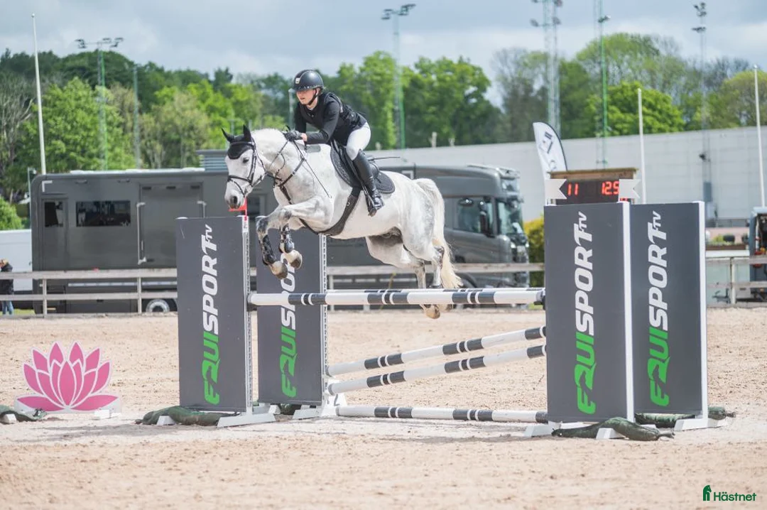 Allround hästar till salu: Fin tävlingsponny - Annons 1