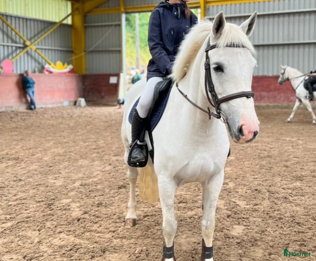 Allround hästar sökes: Charmig c-ponny söker fodervärd! i Malmö - Annons 4
