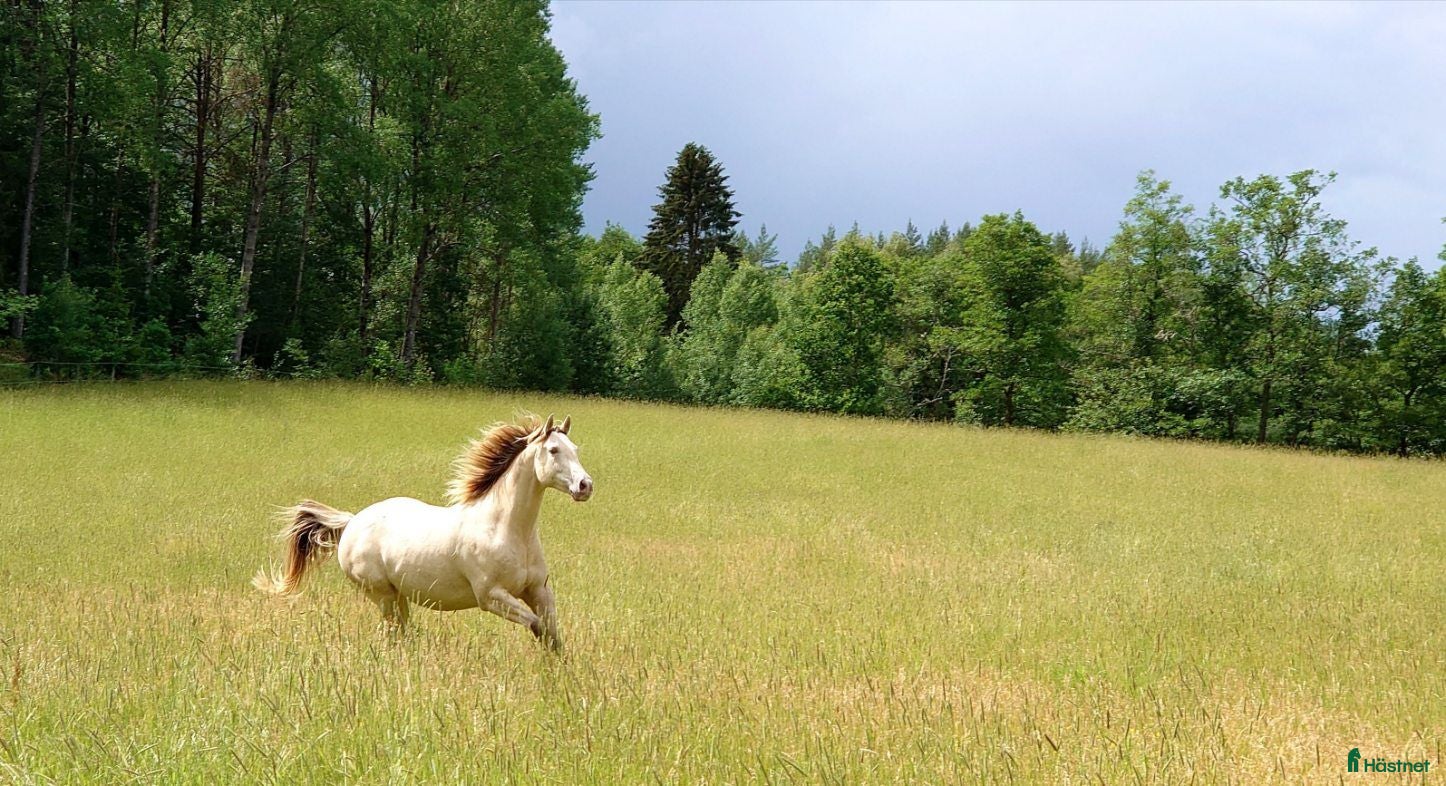  stallplats Stallplats med mycket service - Annons 1