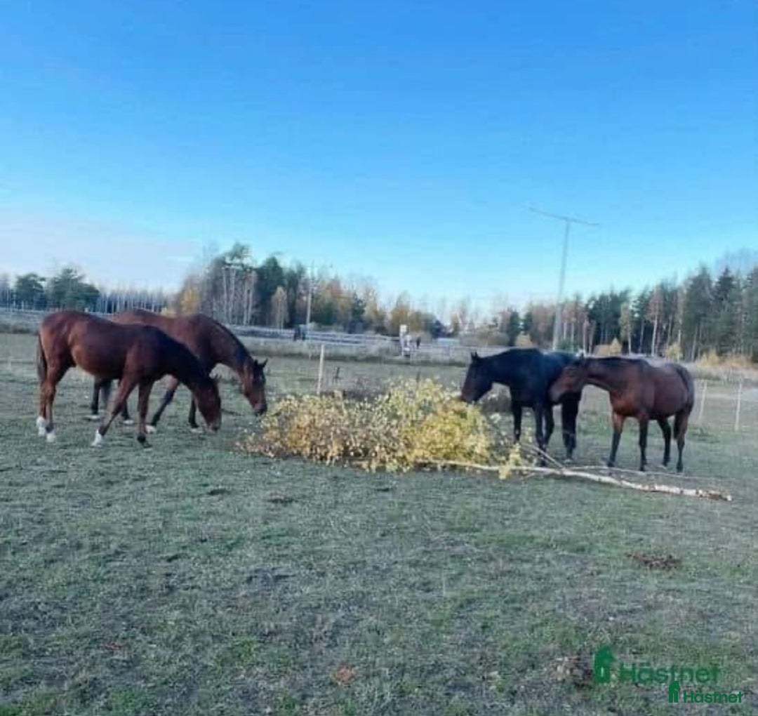  stallplats finnes: Uteboxar i Stav i Tungelsta - Annons 8