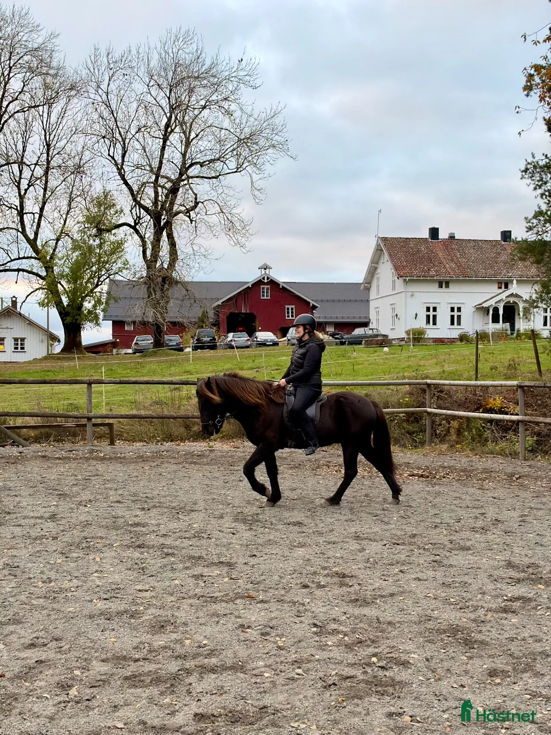 Island hästar till salu: Fimursønn med spenstige gangarter  - Annons 9