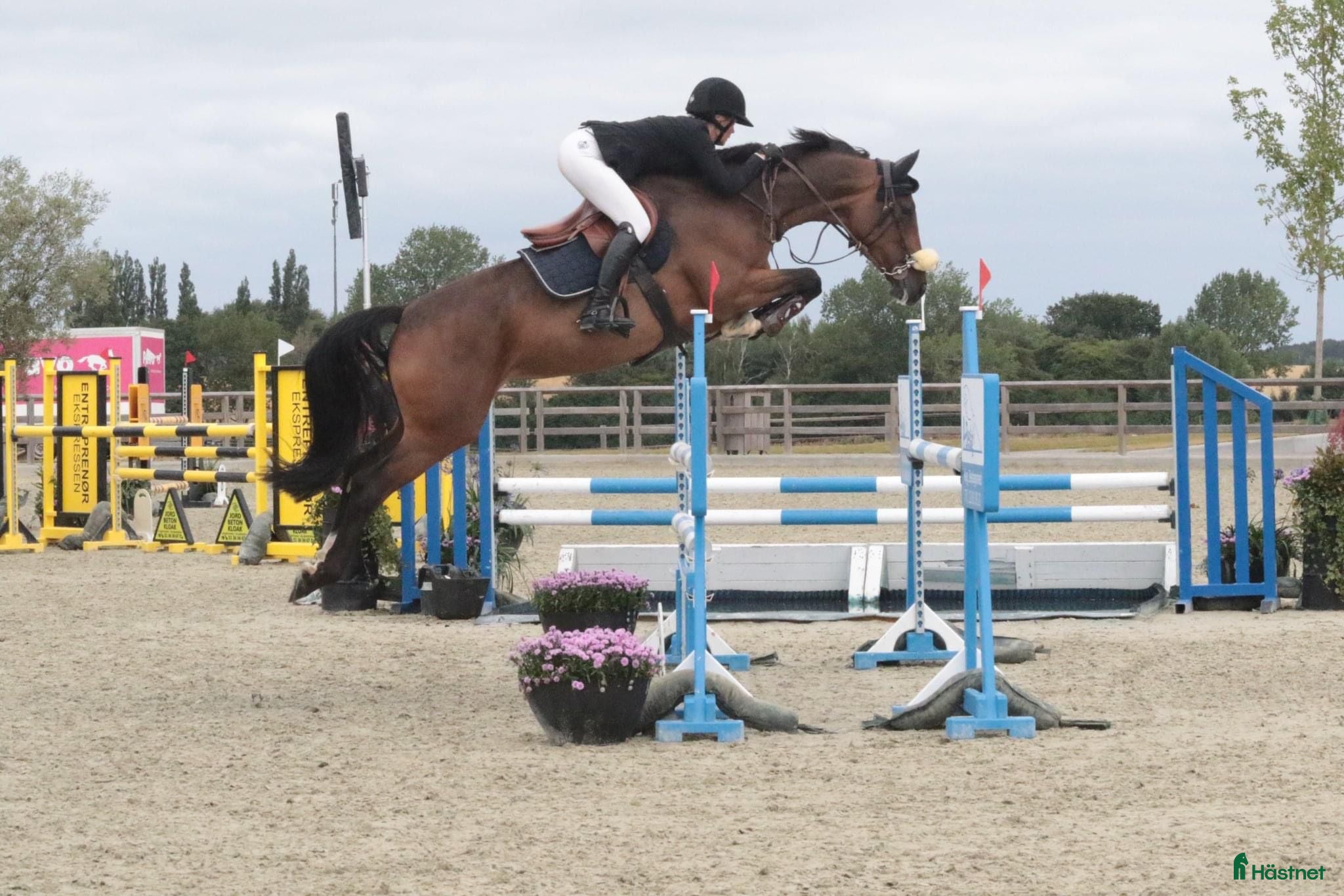  hästar 4e högsta bedömda i Sverige som 4åring - Annons 6