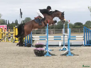 hästar 4e högsta bedömda i Sverige som 4åring - Annons 6