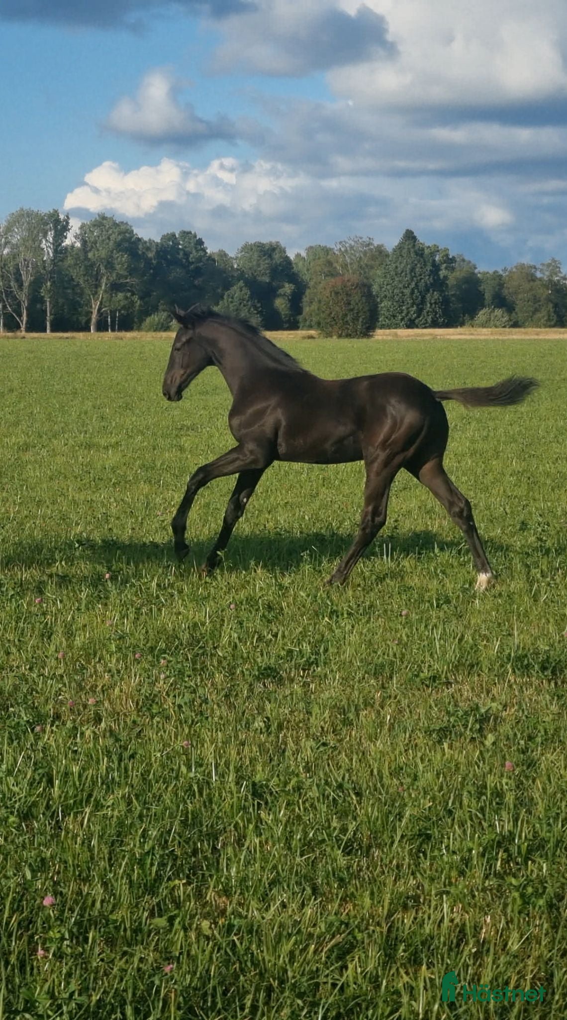  hästar Blivande Black Beauty🖤 - Annons 2