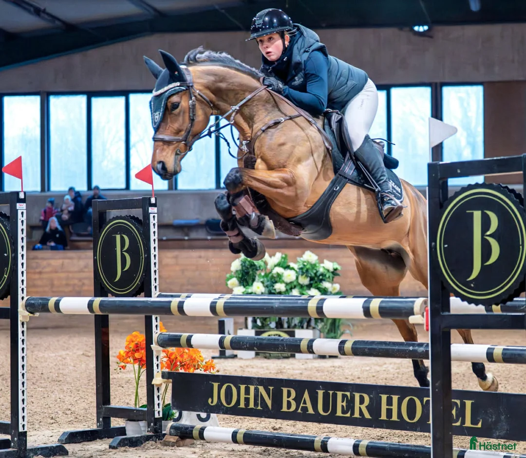 Hoppning hästar till salu: Hopponny för framtiden  - Annons 2