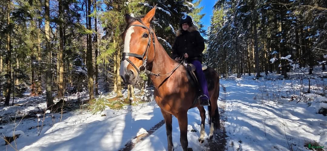  hästar Genomsnäll 10-årig travare byte mot trygg C/Dponny - Annons 18