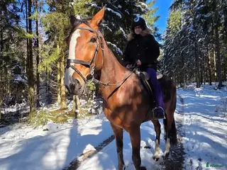 hästar Genomsnäll 10-årig travare byte mot trygg C/Dponny - Annons 18