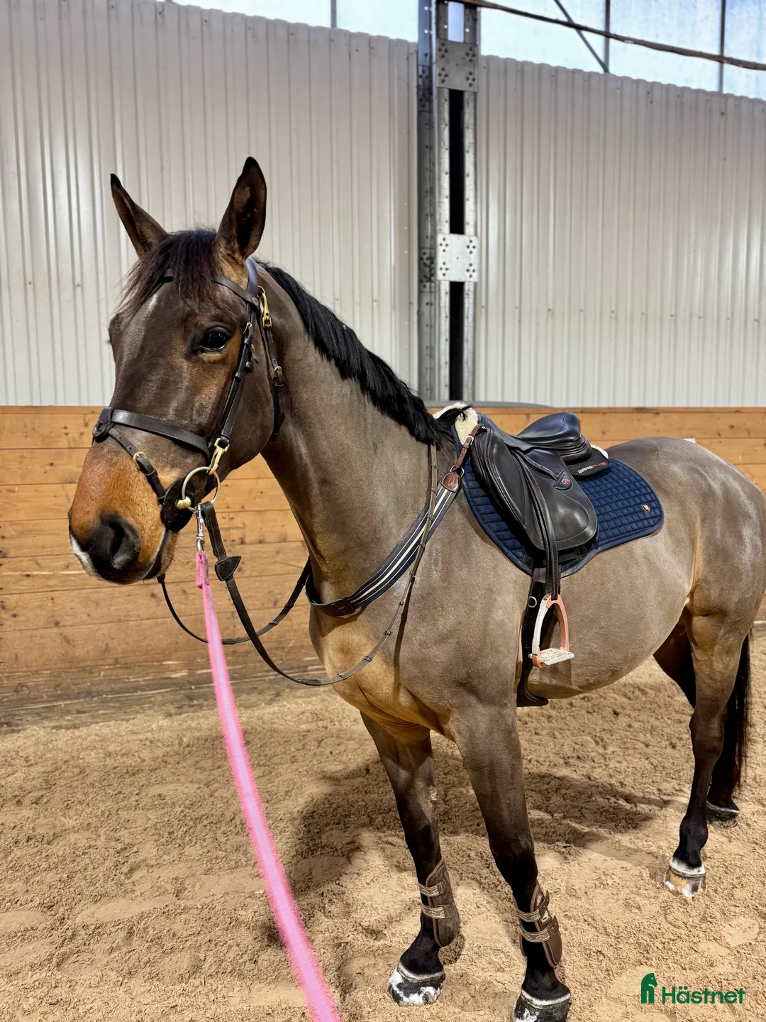 Hoppning hästar till salu: Trevlig valack - Annons 3