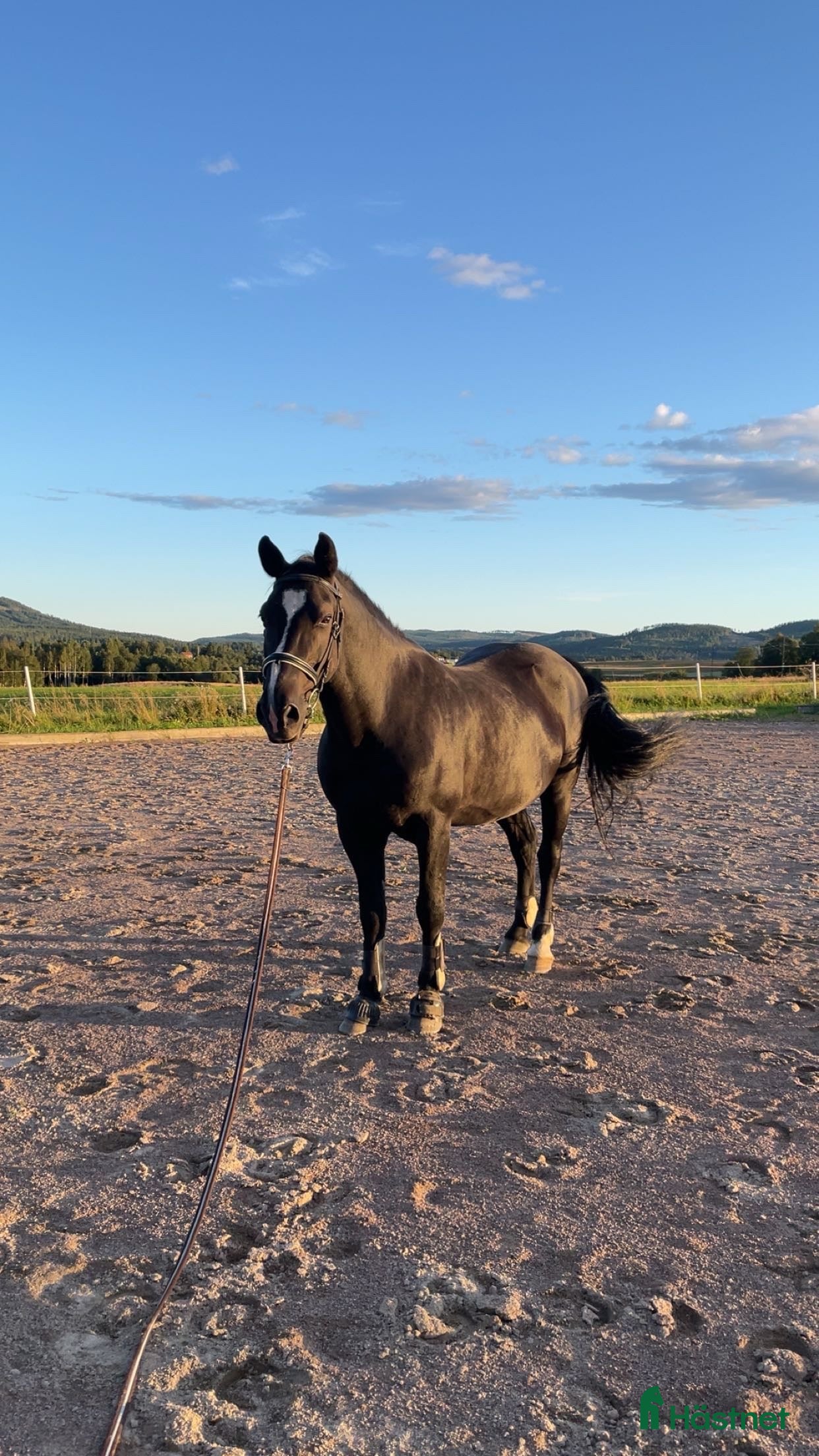  hästar Fin valack söker nytt hem i Borlänge - Annons 11