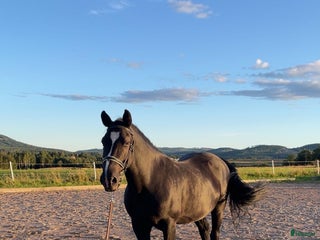 hästar Fin valack söker nytt hem i Borlänge - Annons 14
